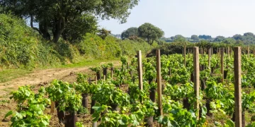 Channel Islands Agriculture_ A Comprehensive Overview